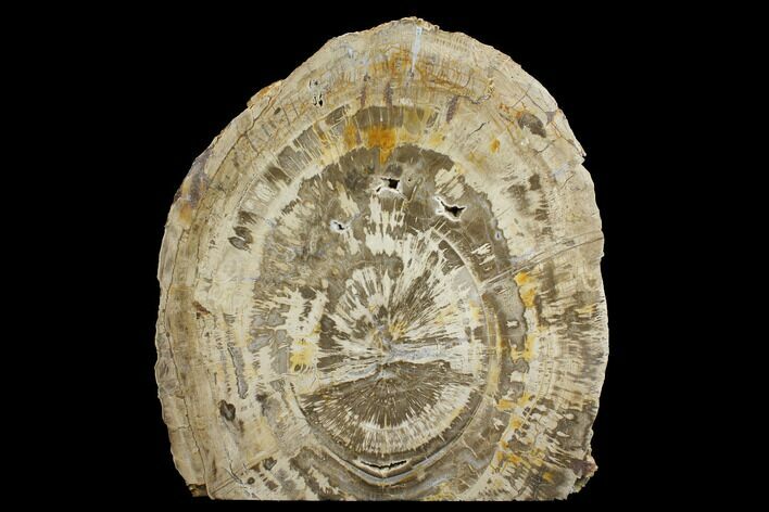 Brown, Petrified Wood (Araucarioxylon) Stand-up - Arizona #172121